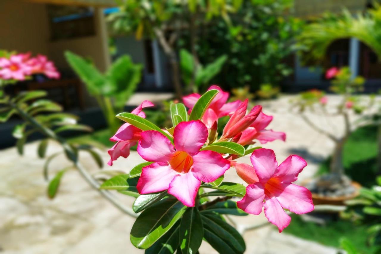 Van Santri Homestay Pemuteran Екстериор снимка